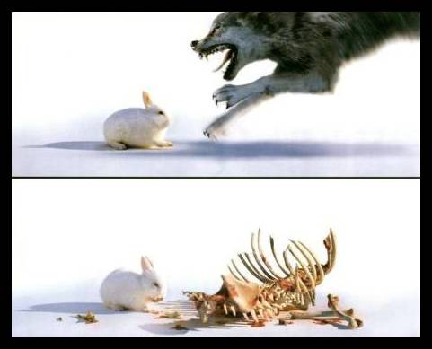TakiTamWilk vs króliczek