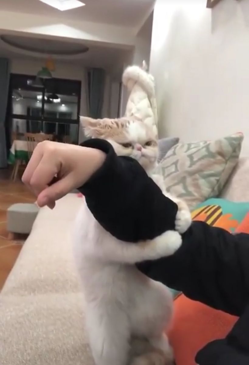Kotek Zaraz Wyrwie Rękę