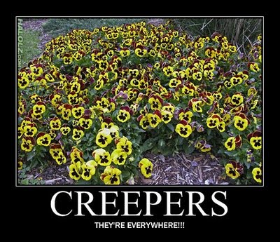 Kwiaty-creepery